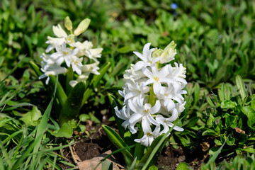 Close up of two delicate white Hyacinth or Hyacinthus flowers in full bloom in a garden in a sunny spring day, beautiful outdoor floral background