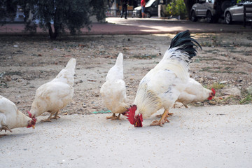 white chickens and a rooster pecking grain