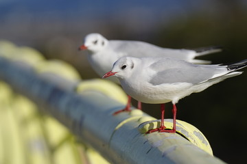 橋げたで休むカモメ
