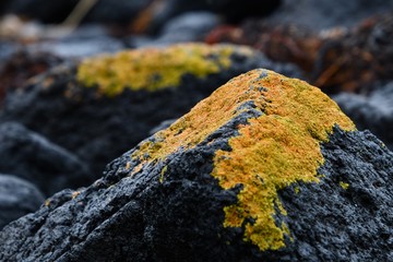 Volcanic rocks covered with orange lichen at Kitty Miller Bay, Phillip Island on the Bass Coast, Gippsland, Victoria, Australia.