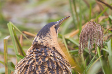 close-up great bittern (botaurus stellaris) in reed grass