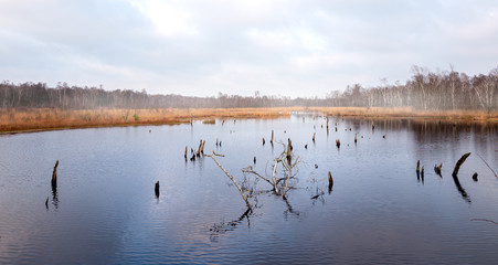 Moorgebiet im Herbst