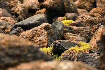 Coastal vegetation growing between layers of volcanic rocks and boulders at Kitty Miller Bay, Phillip Island on the Bass Coast, Gippsland, Victoria, Australia.