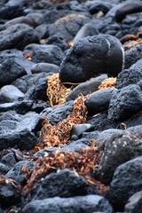 Seaweed climbs across volcanic boulders at Kitty Miller Bay, Phillip Island on the Bass Coast, Gippsland, Victoria, Australia.