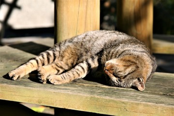 寝ている野良猫