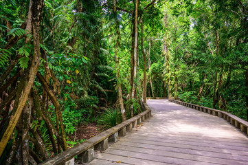 Wooden footpath and trail in tropical rain forest - close to Lio Beach, El Nido, Palawan, Philippines