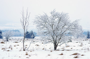 Fototapeta na wymiar Atak zimy, śniegu i lodu bestia ze wschodu