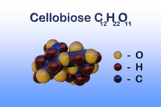 Structural chemical formula and space-filling molecular model of cellobiose, a reducing sugar, consists of two beta-glucose molecules. 3d illustration