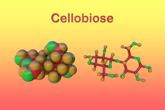 Molecular structure of cellobiose on colorful background. Cellobiose exists in all living species, ranging from bacteria to humans. 3d illustration