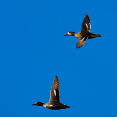 The Eurasian teal, common teal, or Eurasian green-winged teal (Anas crecca) wintering in Italy. This highly gregarious small dabbling duck breeds in Central Europe and migrates in the Mediterranean