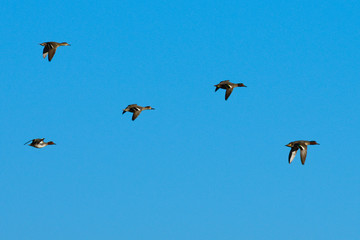 The Eurasian teal, common teal, or Eurasian green-winged teal (Anas crecca) wintering in Italy. This highly gregarious small dabbling duck breeds in Central Europe and migrates in the Mediterranean