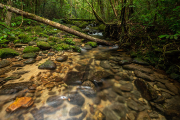 beautiful waterfall in green forest in jungle