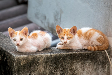 Close up portrait of homeless kitty cats. Stray homeless kitty cats wanders staying on roof house. Abandoned cats with yellow gold color on road.