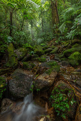 beautiful waterfall in green forest in jungle