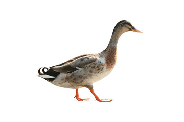 duck isolated on white