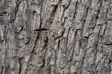 Natural wood bole trunk bark surface flat texture