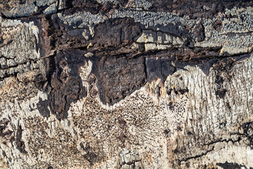 Natural wood bole trunk bark surface flat texture