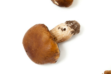 White mushroom with brown hat on white background