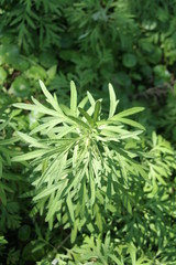 Green leaves on shoot of Common wormwood, another name is Quinghao, Sweet warmwood, Grand wormwood, mugwort, Absinthe, Absinthium, Absinthium wormwood.