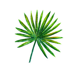 Palm tree branch, tropical tree branch. Watercolor illustration on a white background.