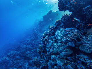 Fototapeta na wymiar corals and exotic fishes at the bottom of the Red sea. beautiful natural summer background
