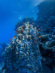  corals and exotic fishes at the bottom of the Red sea. beautiful natural summer background