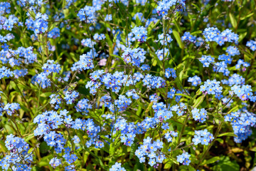 Close up of many small blue forget me not or Scorpion grasses flowers, Myosotis, in a garden in a sunny spring day, beautiful outdoor floral background photographed with soft focus
