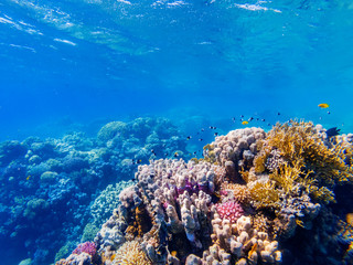 Naklejka na ściany i meble corals and exotic fishes at the bottom of the Red sea. beautiful natural summer background