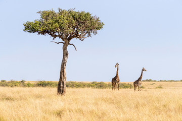 Maasai giraffe and an acacia tree in the Masai Mara