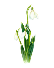 Snowdrop. Bouquet of watercolor botanical spring flowers. Illustration isolated on white.