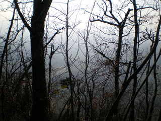 Branches and trees of a forest in the alps, on the top of a mountain, during winter. You can guess a landscape behind this natural wall, in fog.