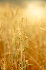 Wheat crop field. Ears of golden wheat close up. Ripening ears of wheat field background. Rich harvest Concept.