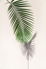 Vertical branch of  palm tree casts interesting shadow on wall