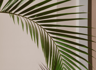 Palm tree branch on background of corner of  house