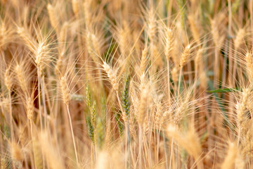 Wheat crop field. Ears of golden wheat close up. Ripening ears of wheat field background. Rich harvest Concept.