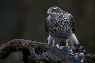 The northern goshawk in a forest with a dark background with a prey.