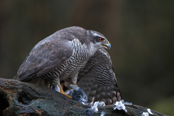 The northern goshawk in a forest with a dark background with a prey.