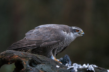 The northern goshawk in a forest with a dark background with a prey.