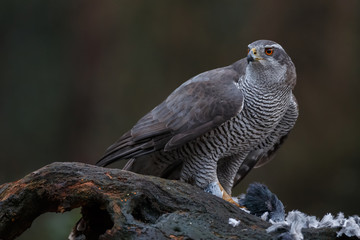 The northern goshawk in a forest with a dark background with a prey.