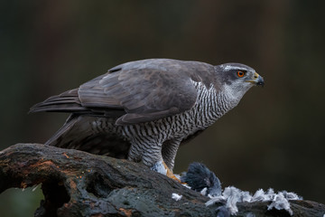 The northern goshawk in a forest with a dark background with a prey.