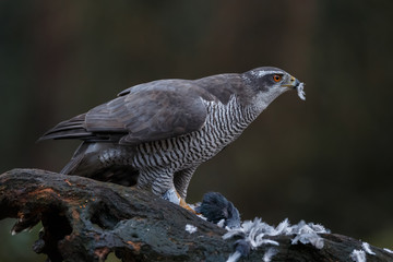 The northern goshawk in a forest with a dark background with a prey.