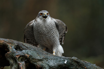 The northern goshawk in a forest with a dark background with a prey.
