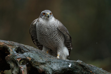 The northern goshawk in a forest with a dark background with a prey.