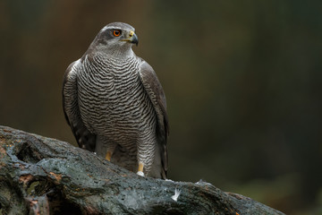 The northern goshawk in a forest with a dark background with a prey.