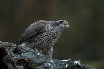The northern goshawk in a forest with a dark background with a prey.