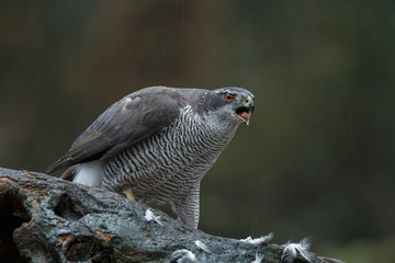 The northern goshawk in a forest with a dark background with a prey.