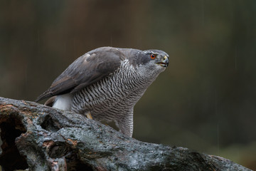 The northern goshawk in a forest with a dark background with a prey.