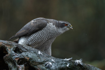 The northern goshawk in a forest with a dark background with a prey.