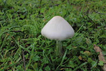 hermosas setas silvestres que cresen en los campos de mijas 