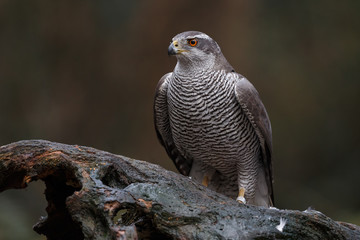 The northern goshawk in a forest with a dark background with a prey.